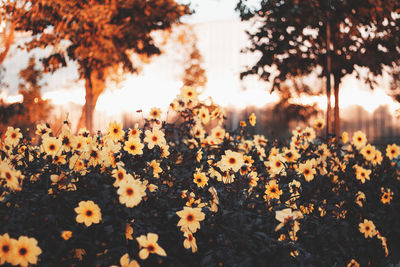 Close-up of flowering plants and trees during sunset