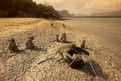 Monkeys on beach