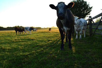 Horses in a field