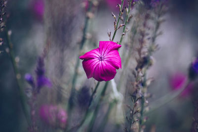 Close-up of pink flowering plant