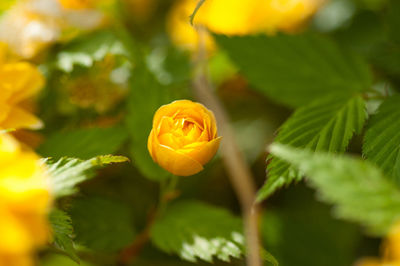 Close-up of yellow flower blooming outdoors