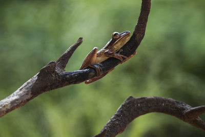 Frog on nature place