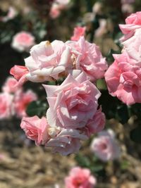 Close-up of pink roses