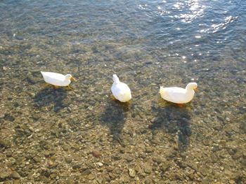 High angle view of birds on beach