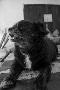 Dog looking away while sitting at home