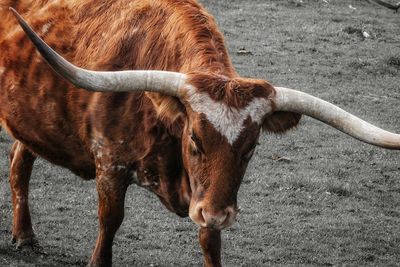 Close-up of a horse on field