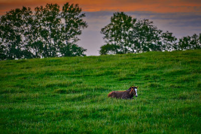 View of a dog on field