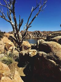 Plants by rocks against clear blue sky