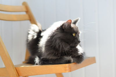 Close-up of cat looking at home