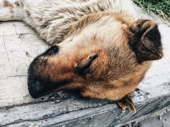 Close-up of dog sleeping