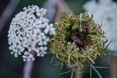 Close-up of white flowering plant