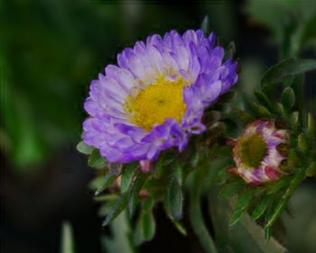 Close-up of purple flowers