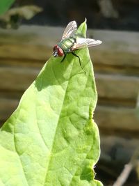 Close-up of fly on leaf