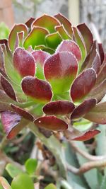 Close-up of fresh green leaves