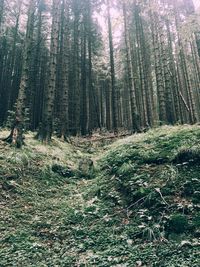 Trees in forest