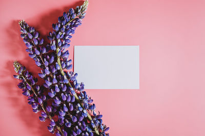 Close-up of pink flowering plant against white background