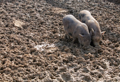 High angle view of sheep on land