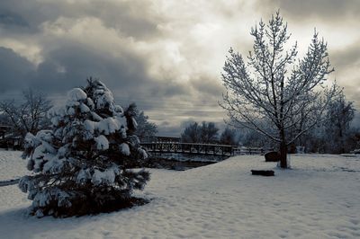 Snow covered land and trees against sky