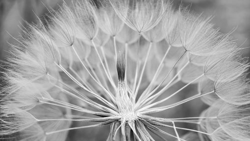 Close-up of dandelion on plant