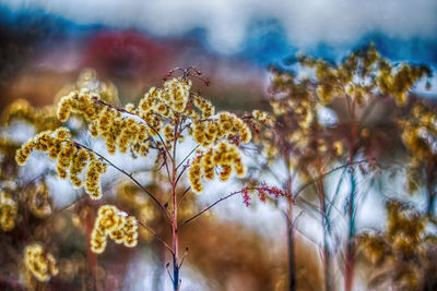 Close-up of flowering plant against trees