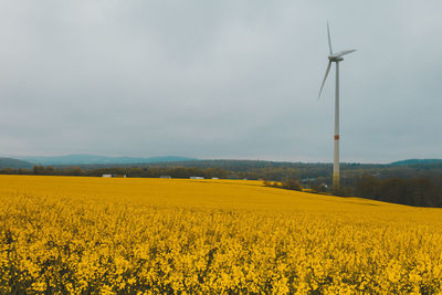 Yellow flowering rapeseed fields. countryside landscape with a gray sky