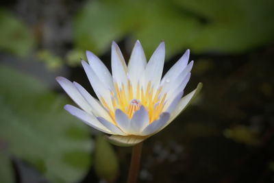 Close-up of white water lily