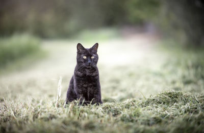 Black cat sitting outdoor. yellow eyes. looking.