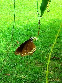 Close-up of butterfly on grass