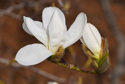 Close-up of white flowers blooming outdoors