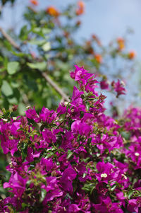 Close-up of pink flowering plant