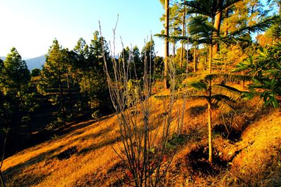 Scenic view of forest against clear sky