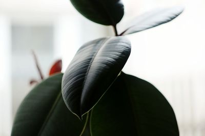 Close-up of flower against blurred background