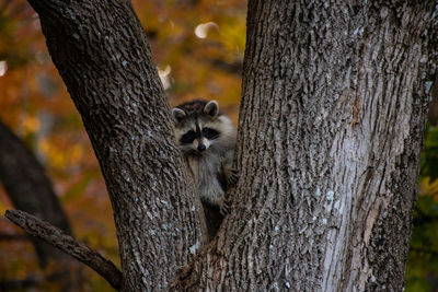 Raccoon on tree trunk