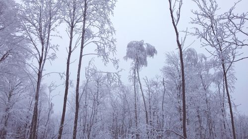 Low angle view of bare trees against sky