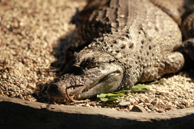 Close-up of lizard on land
