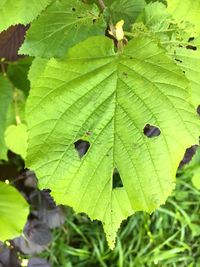 Close-up of green leaves on plant