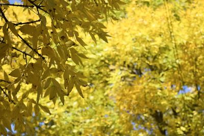 Low angle view of maple leaves on tree