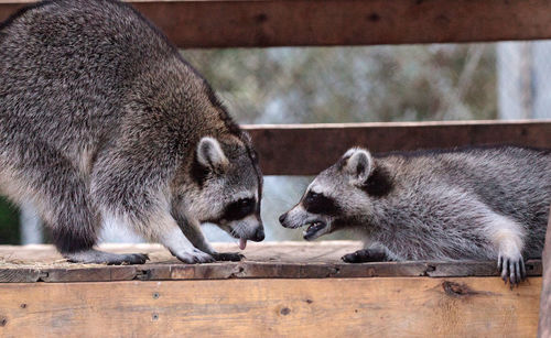 Playing raccoon praccoonpair on a porch in southern florida