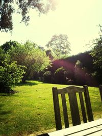 Trees in park