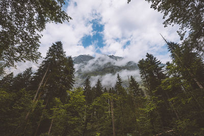 Low angle view of pine trees against sky