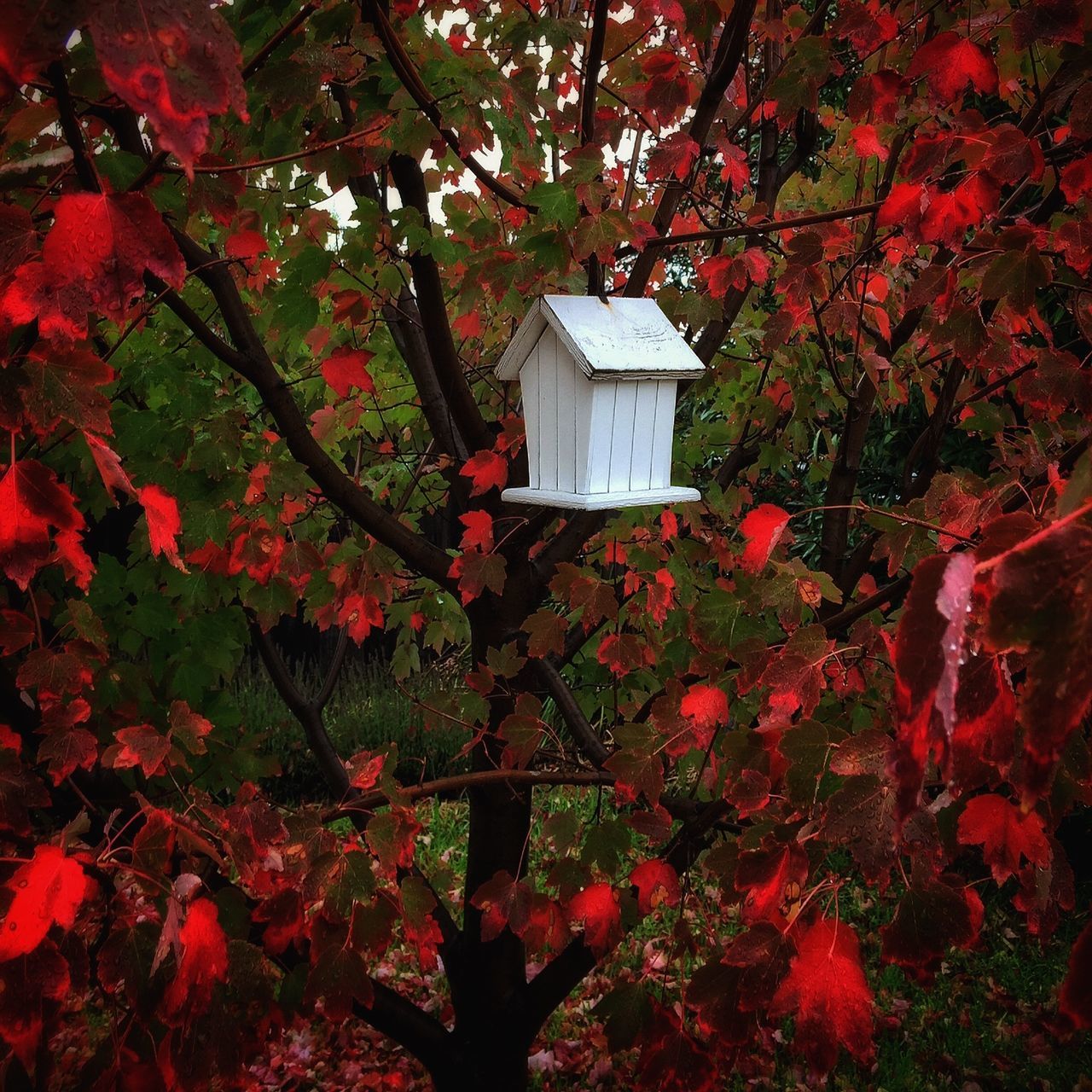 tree, branch, growth, red, building exterior, built structure, leaf, nature, autumn, house, architecture, beauty in nature, season, low angle view, tranquility, plant, change, day, outdoors, no people