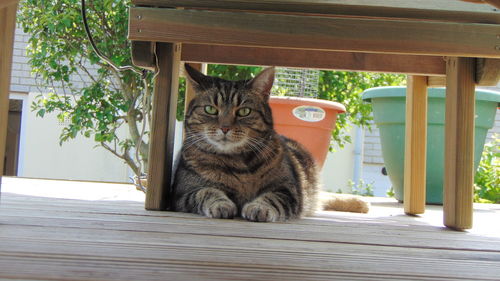 Portrait of cat sitting on wood