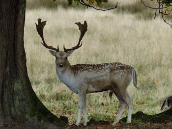 Portrait of deer standing on field