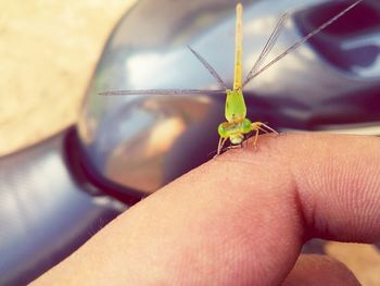 Close-up of insect on hand