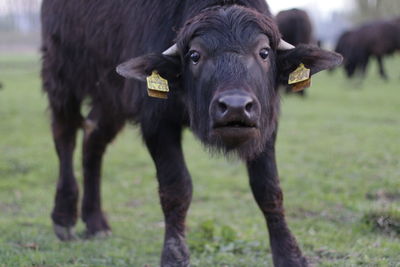 Close-up portrait of sheep