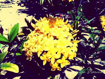 Close-up of yellow flowers blooming outdoors