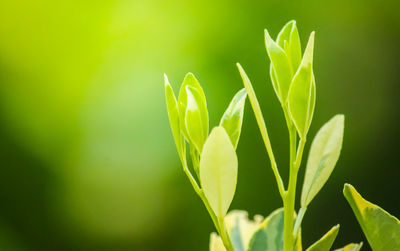 Close-up of plant against blurred background