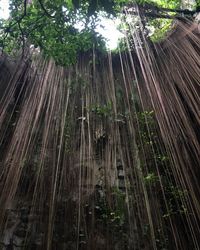 Low angle view of bamboo trees