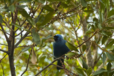 Low angle view of bird perching on branch