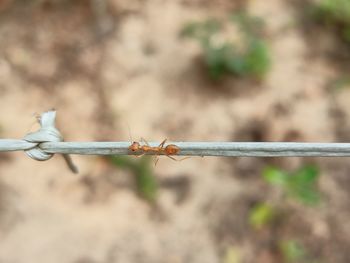 Close-up of barbed wire fence